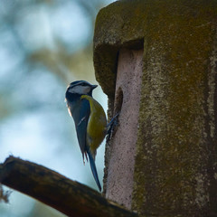 Blue tit, scientific name Cyanistes caeruleus, tidy the nest box and throw garbage outside