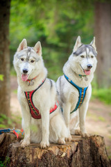 two siberian husky posing