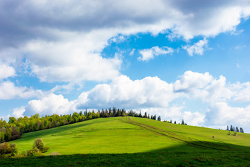 wonderful sunny weather with clouds above the hill. green grass on the meadow in dappled ligth, forest in the distance. great nature scenery of carpathian mountains