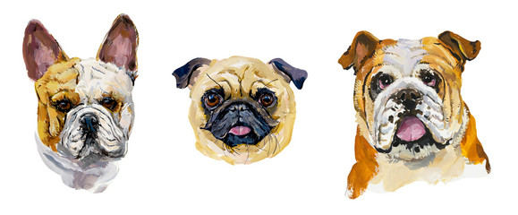 Pug. English Bulldog. French Bulldog. Portrait dog. Gouache hand drawn illustration.