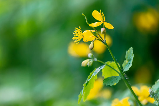yellow blooming of the greater celandine. wild herbs on the grassy meadow on a sunny day. the plant from poppy family is also known as Chelidonium majus or tetterwort an used in medicine