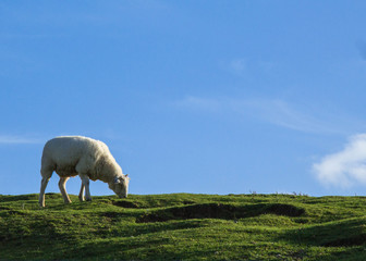 sheep on pasture
