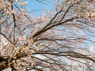 Cherry blossoms or sakura
