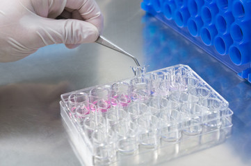 Arbeit mit Zellkulturplatte im Labor