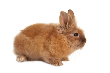 Obraz premium Small brown rabbit
