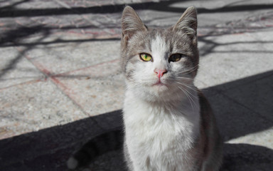 portrait of a cat green eyes