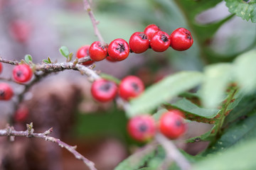 Red berries on a bush