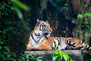 The Tiger in the Wild