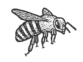 Insect sketch, a bee flies. Scratch board imitation. Black and white hand drawn image.