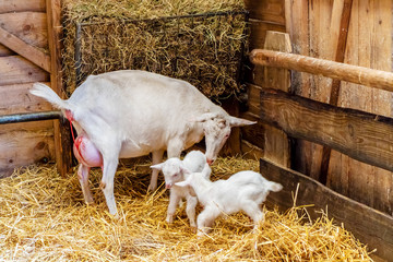 Mother goat just after labor together with two newborn baby goats in a farm barn