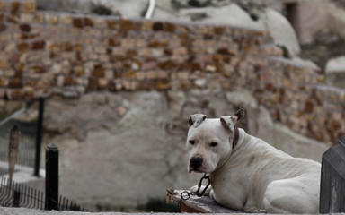 Obraz na płótnie Canvas dog on street desert capadocia goreme