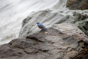 野鳥