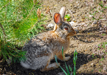 Portrait of a common Rabbit in the Sun
