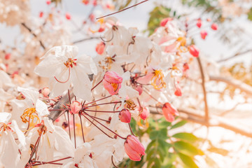 flowers on a white background