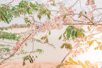 branch with red leaves