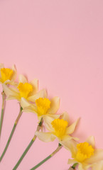 Narcissus on colorful background.