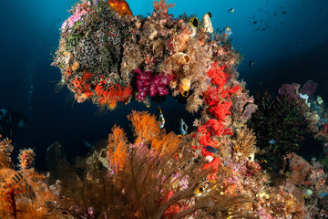 Naklejka na ściany i meble Raja Ampat - Coral Reef