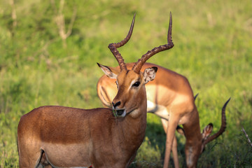 Naklejka na ściany i meble Safari in kruger park south africa