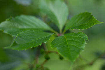Abstract natural background of green leaves with Selective focus close up