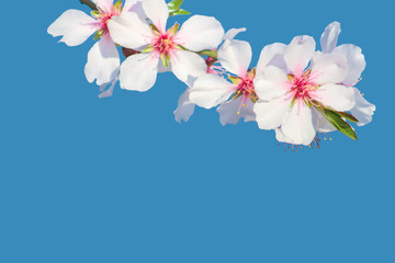 Fototapeta premium Branch with blossoms cherry Isolated on blue background. Flowers cherry tree close-up. Flowering time of Sakura trees. Web banner with copy space