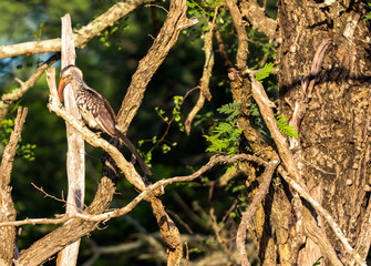 Safari in kruger park south africa