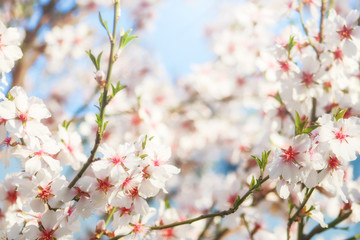 Cherry blossom in spring for background or copy space for text. Beautiful cherry tree branch with tiny tender flowers outdoor, space for text. Awesome spring blossom