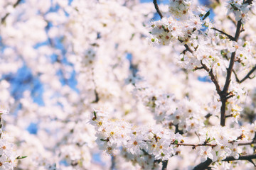 Cherry blossom in spring for background or copy space for text. Beautiful cherry tree branch with tiny tender flowers outdoor, space for text. Awesome spring blossom
