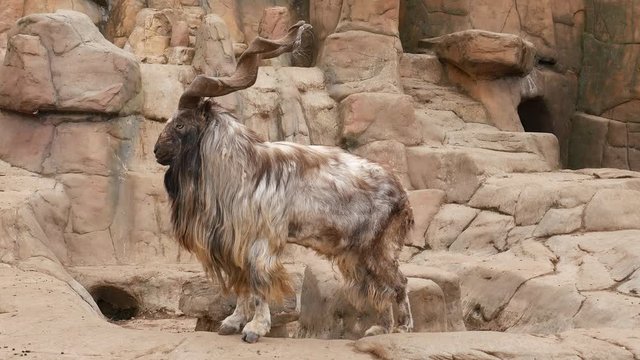 A goat scratches its back with horns.