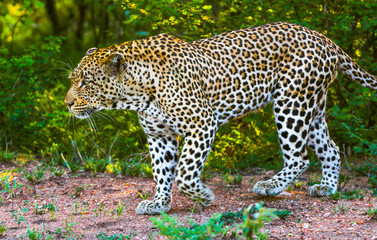 Safari Kruger National Park South Africa
