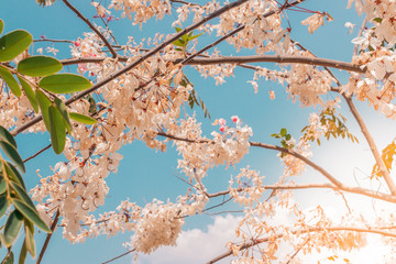 branch of cherry tree with white flowers