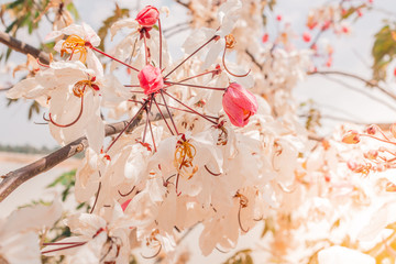 flowers on a white background