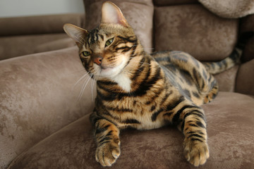 Fototapeta na wymiar Beautiful Bengal Cat