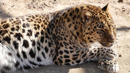 Leopard lies in the aviary of the zoo.