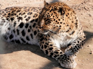 Leopard lies in the aviary of the zoo.