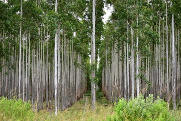 Fototapeta premium eukalyptus tree cultivation in South Africa