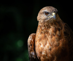 Owl in South Africa 