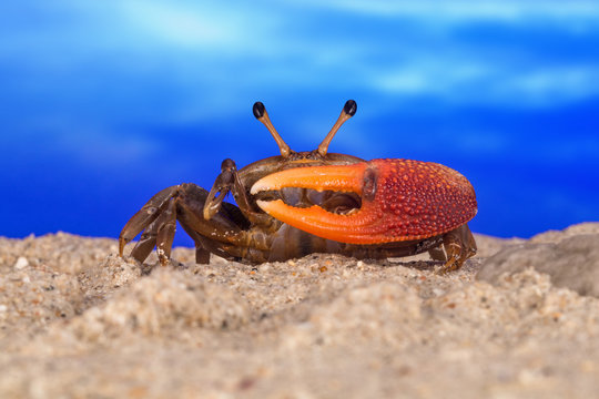 Close-up portrait of a fiddler crab on beach, Indonesia