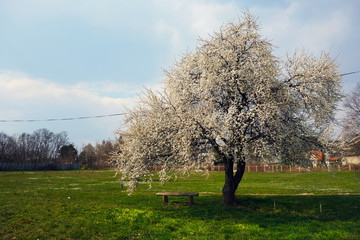 White flowering cherry blossoms in spring time