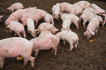 Domestic pigs on a farm
