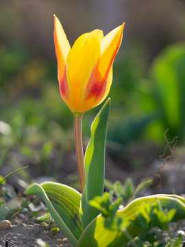 Kaufmanniana Tulip Stresa in garden with blurred background
