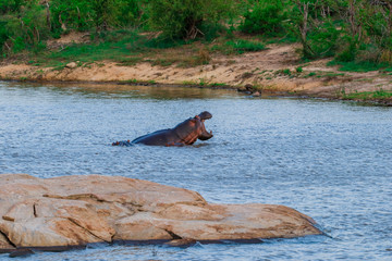 Safari Kruger National Park South Africa