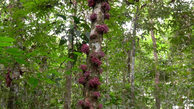 Close up of "Cacaui" flower bunch (Theobroma speciosum, Willd ex Spreng) on native tree trunk of Amazon rainforest with blurred leaves background. Species of the same cocoa family, Malvaceae.