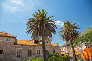 Fototapeta na wymiar Old town and palm trees in Dubrovnik, Croatia