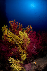 Red gorgonian