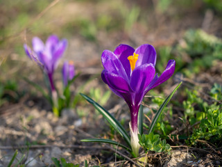 Crocus vernus 'Flower Record' (Dutch Crocus) in a garden
