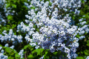Obraz premium Spring branch of blossoming lilac