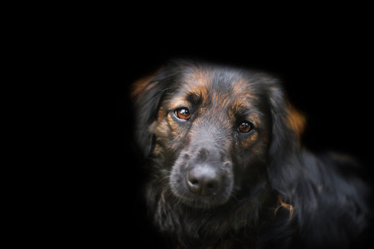 Cute Scruffy Mix Breed Dog Portrait On A Black