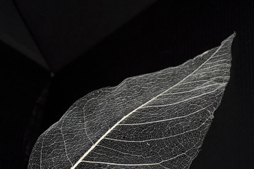 A natural background with delicate beautiful transparent openwork skeletons of leaves - obrazy, fototapety, plakaty