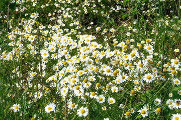a lot of white field chamomile, Russian birch, sunny summer day