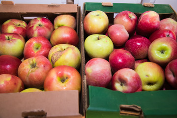 Apples sold in the market